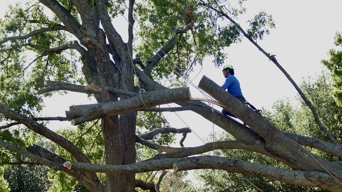 Professional Hazardous Tree Removal performed by certified arborists in Ludlow