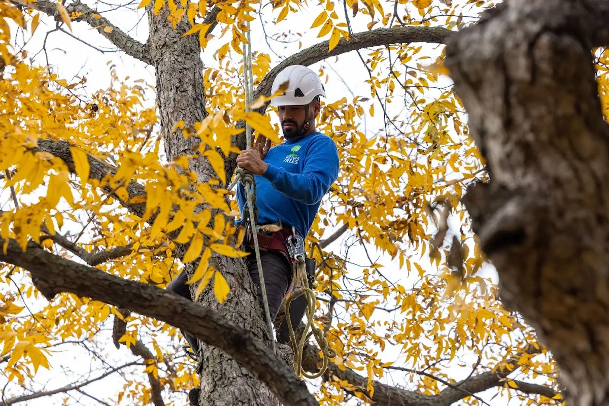 Skilled Tree Planing crew working in Ludlow