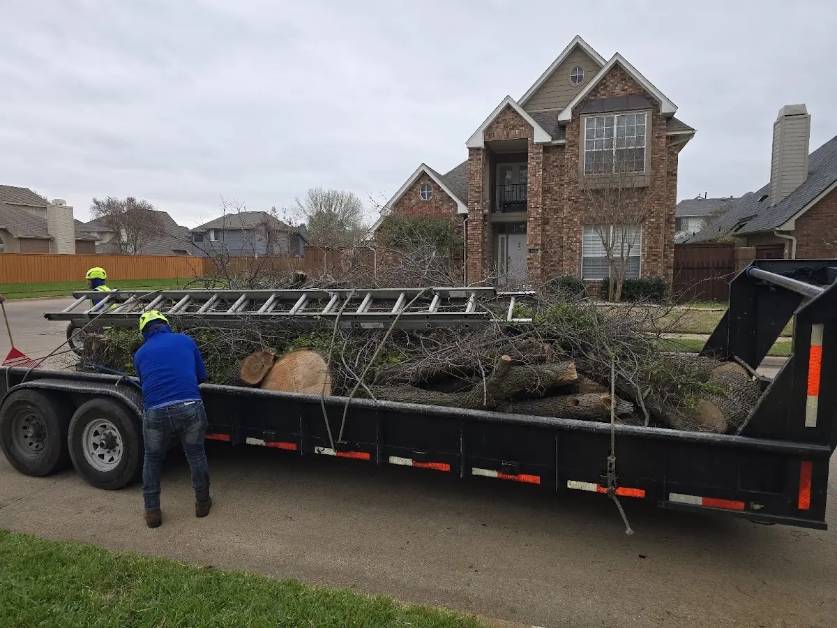 Expert Tree Removal with proper safety equipment in Ludlow